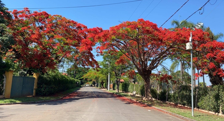 Fazenda à venda e aluguel com 4 quartos, 600m² - Foto 35